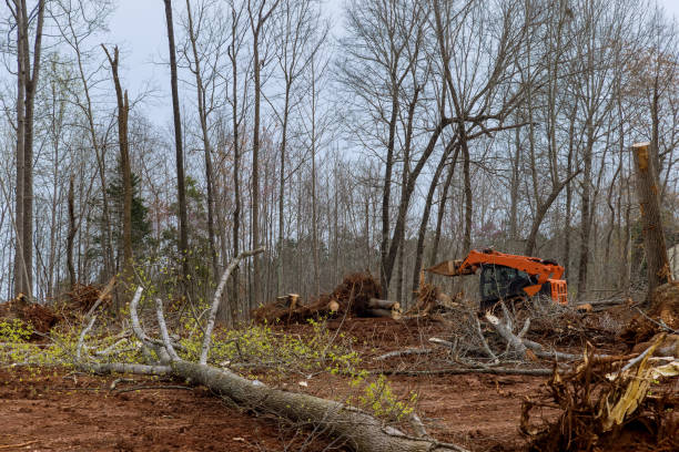 Best Fruit Tree Pruning  in Madisonville, KY