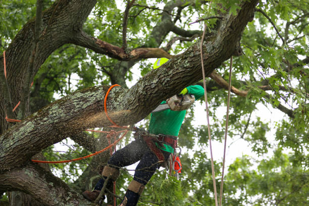 Best Stump Grinding and Removal  in Madisonville, KY